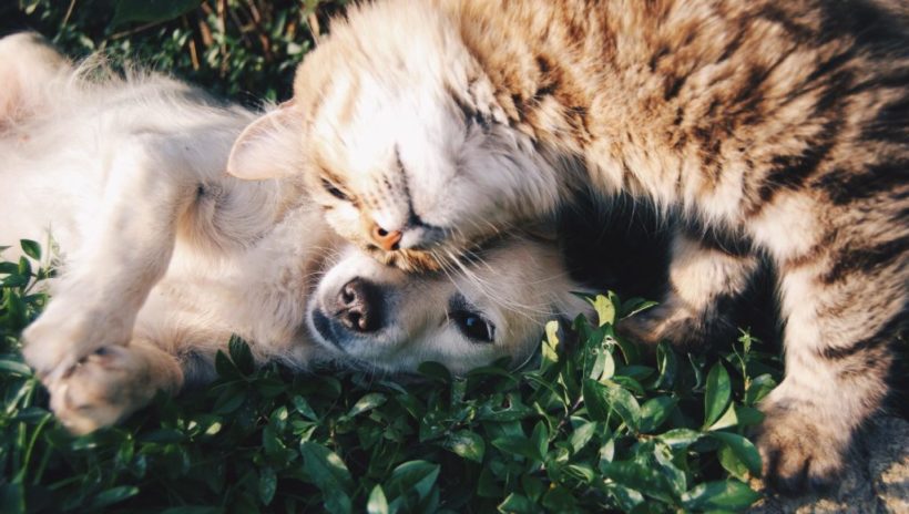 Air Pollution and Pets: Does Air Quality Affect Our Furry Friends?