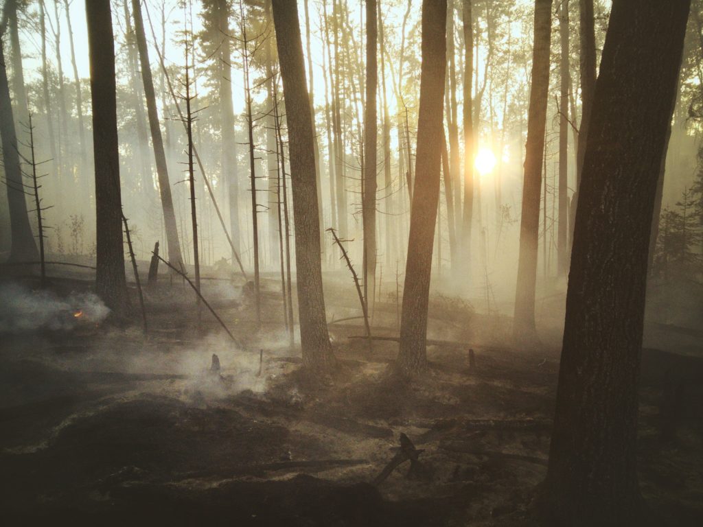 Forest after wildfire